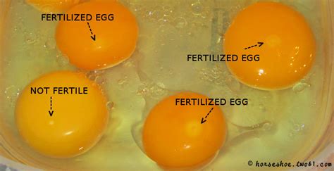 How are chicken eggs fertilized. Things To Know About How are chicken eggs fertilized. 